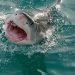 Shark