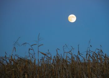 Full Corn Moon