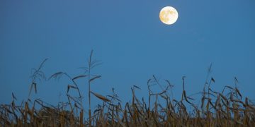 Full Corn Moon