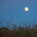Full Corn Moon