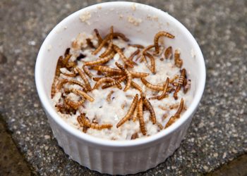 mealworms