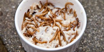 mealworms