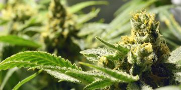 Marijuana