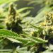 Marijuana