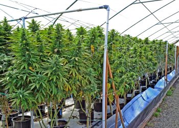 cannabis