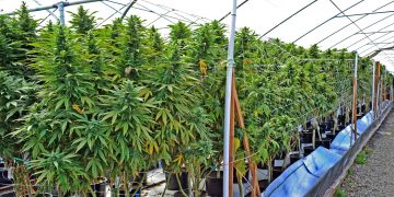 cannabis