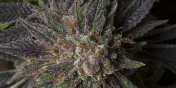 Marijuana