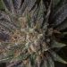 Marijuana