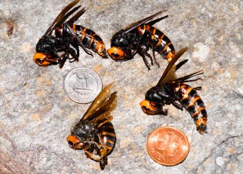 Murder Hornets