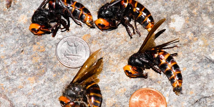 Murder Hornets