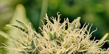 Marijuana