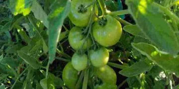 vegetable