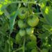 vegetable