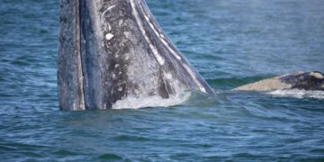 Gray Whale