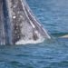 Gray Whale