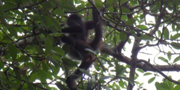 Monkey