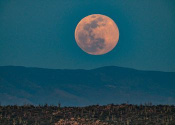 Sucker Moon