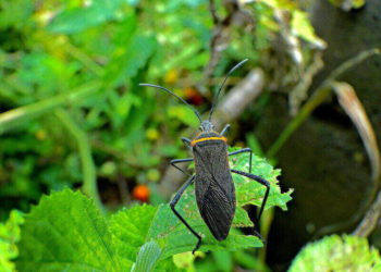 kissing bug