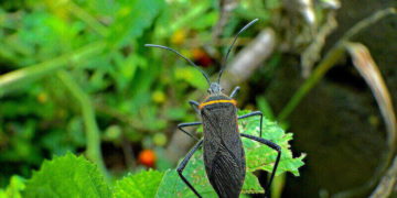 kissing bug