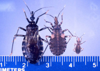 Kissing Bug