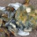 Black fungus