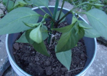 Bucket Gardening 101: Getting Started Bucket Gardening