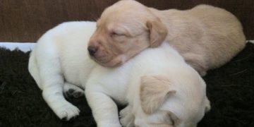 Dogs