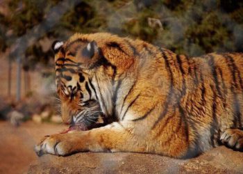 Joe Exotic