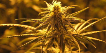 Cannabis