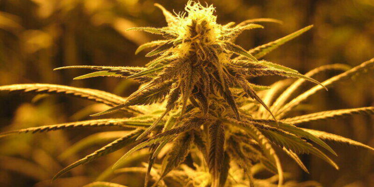 Cannabis
