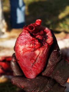 Heart