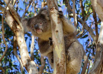 Koalas