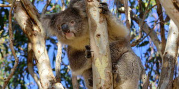 Koalas