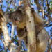 Koalas