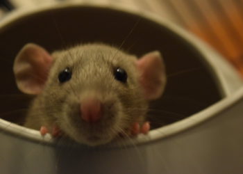 Rodents