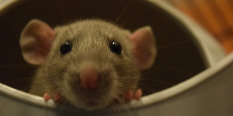 Rodents