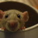 Rodents