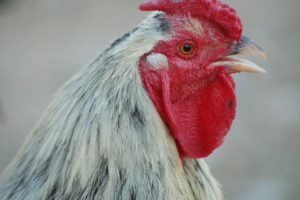 Salmonella