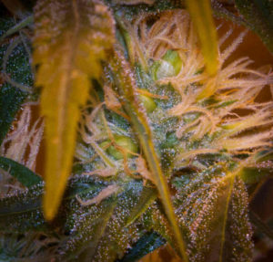 Cresco Labs Set to Be the Nation's Largest Cannabis Firm Cresco