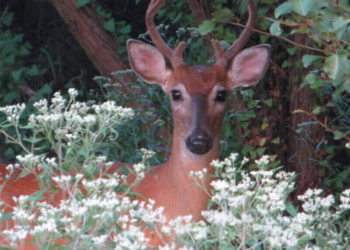 White-Tailed Deer