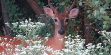 White-Tailed Deer