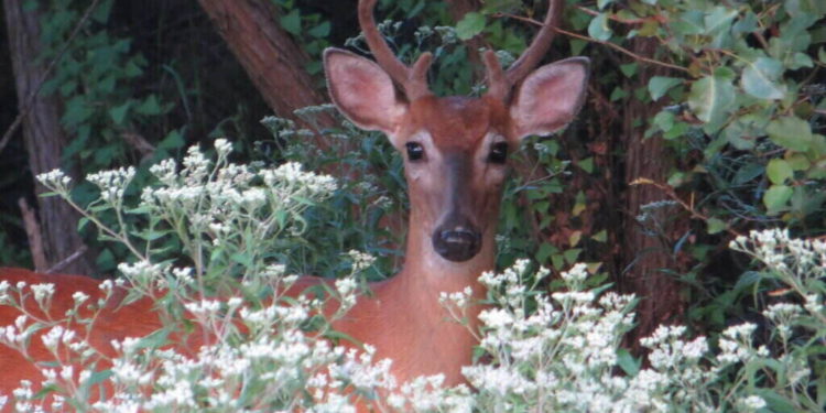 White-Tailed Deer