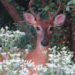 White-Tailed Deer