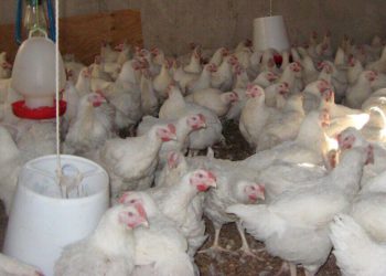 Bird Flu