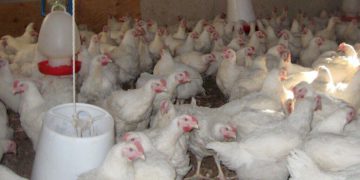 Bird Flu