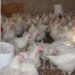 Bird Flu