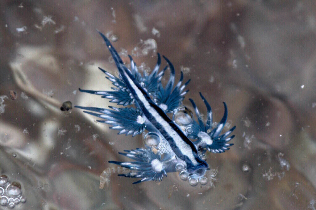 Blue Glaucus