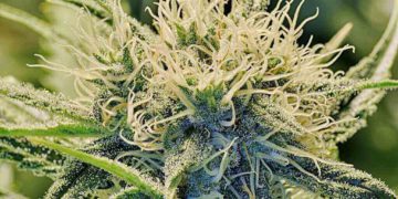 Marijuana