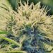 Marijuana