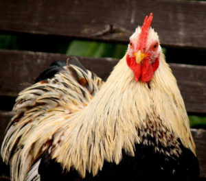 bird flu